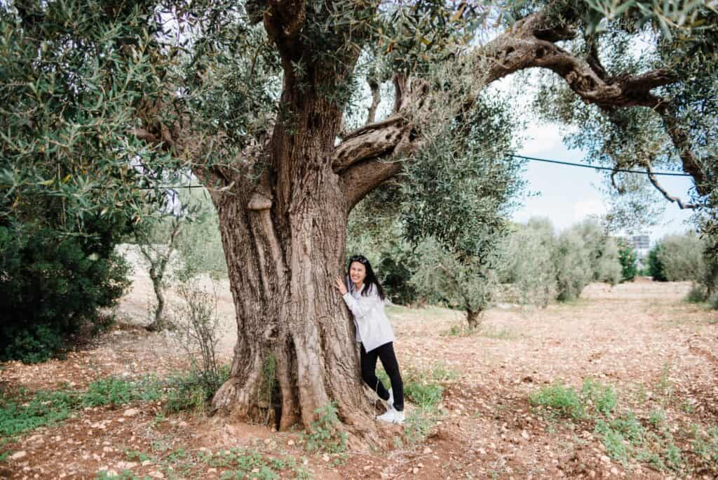 puglia olive trees