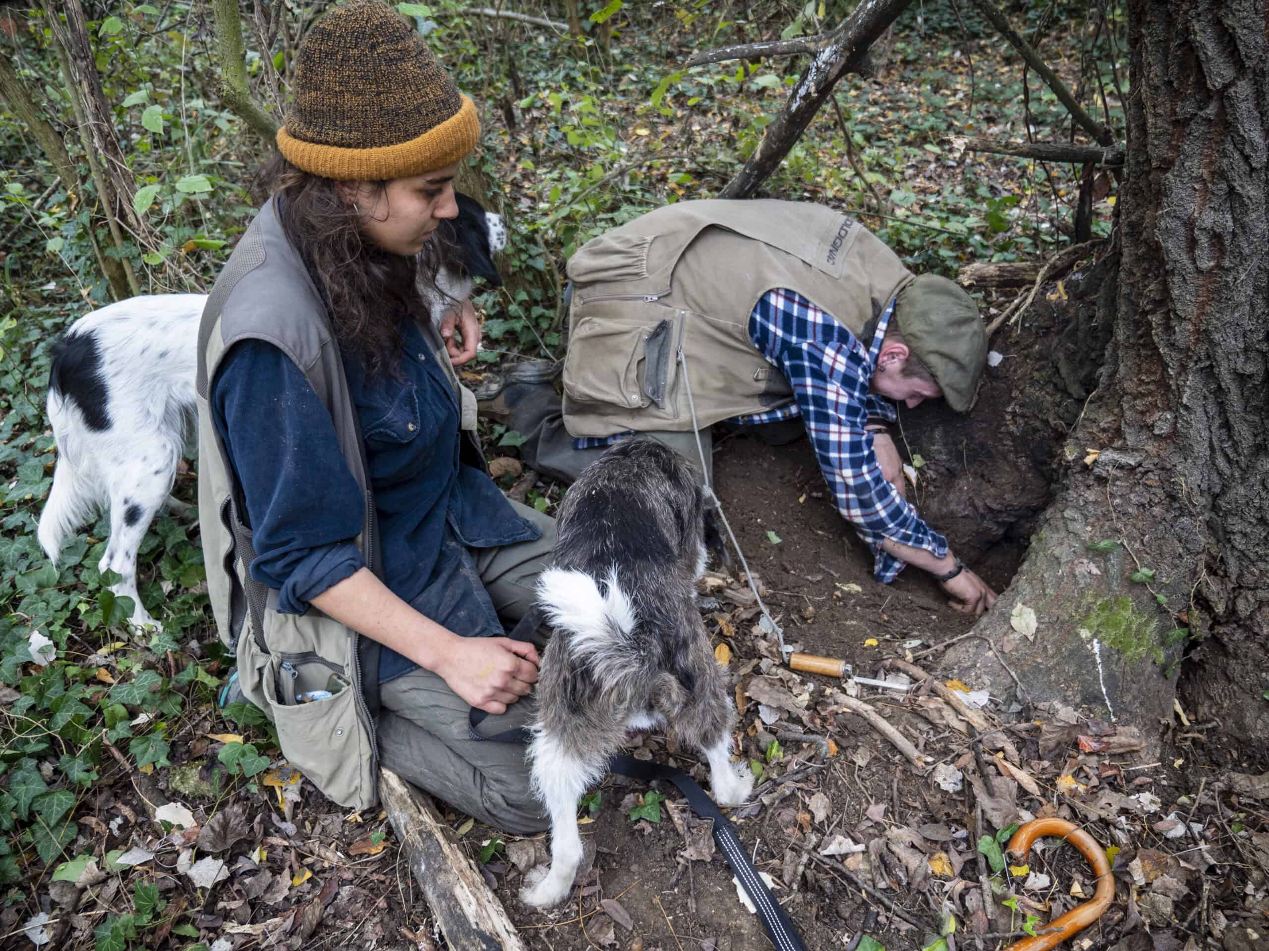 truffle dogs